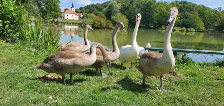 2 Gnezdilke Radenskega polja - labod grbec, foto: Tina Stepišnik